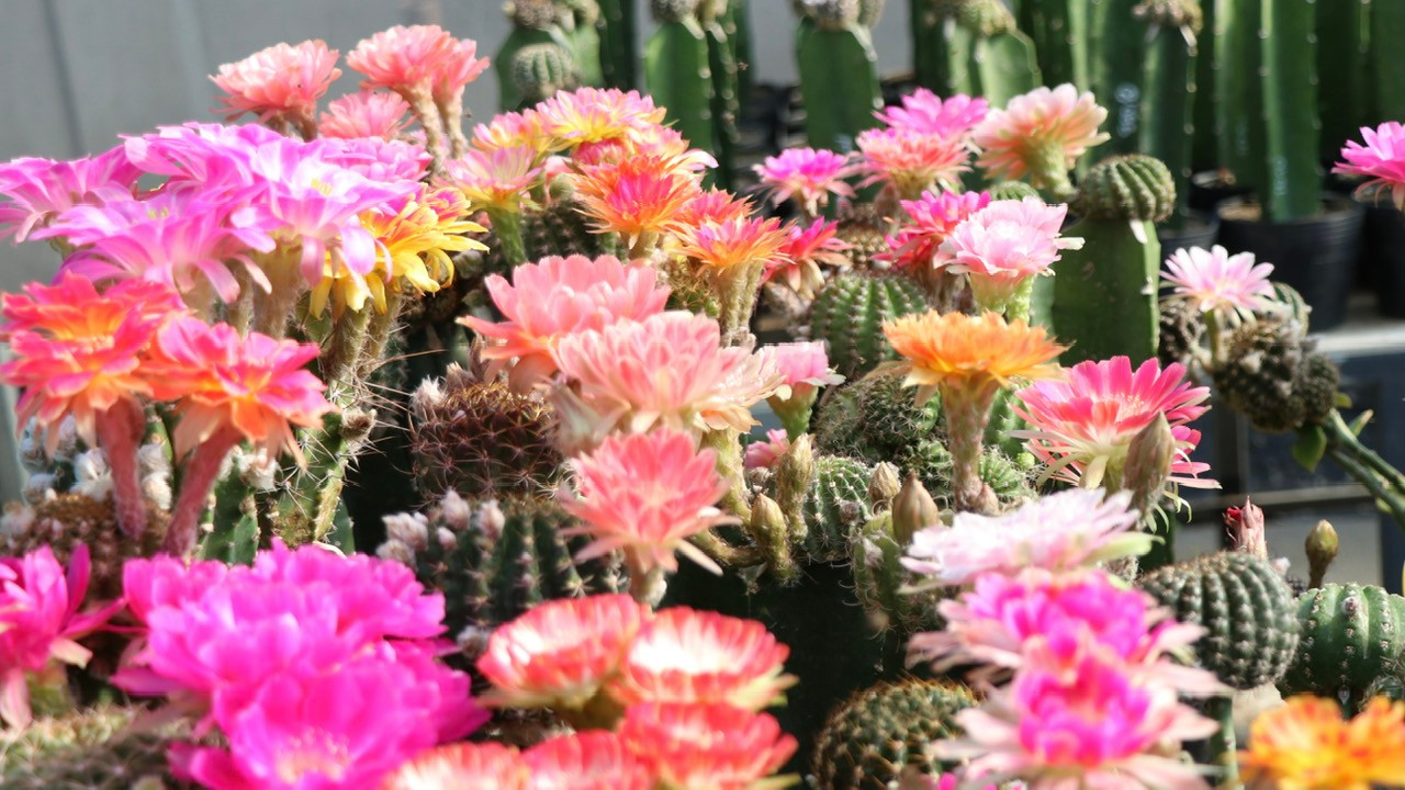 Trong thời gian tới, anh Trung cho biết, anh tiếp tục nghiên cứu để tạo ra những sắc hoa rực rỡ hơn.