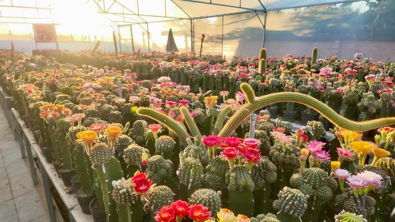 Anh Trung cho biết: Đặc tính của giống này là di truyền qua hoa, màu sắc rất đa dạng, phong phú, hoa nở thành chùm, nở hơn 2 ngày mới tàn. Sau 3 tuần sẽ có búp khác tiếp tục nở, nhờ đó hoa nở quanh năm rất đẹp.