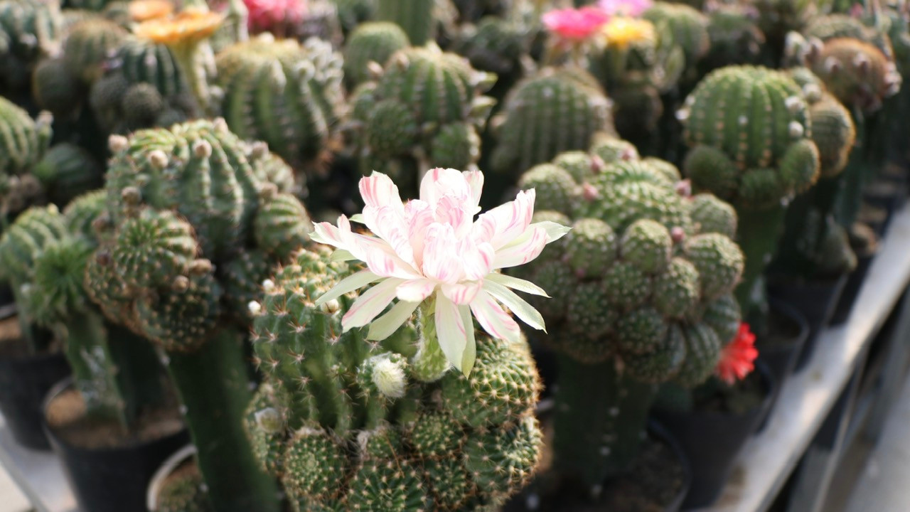 Những bông hoa nhiều màu sắc rực rỡ.