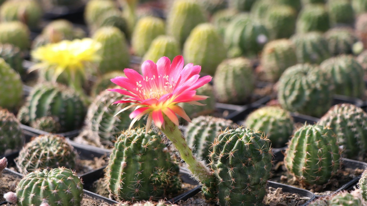 Trong thời gian tới, anh Trung cho biết, anh tiếp tục nghiên cứu để tạo ra những sắc hoa rực rỡ hơn.