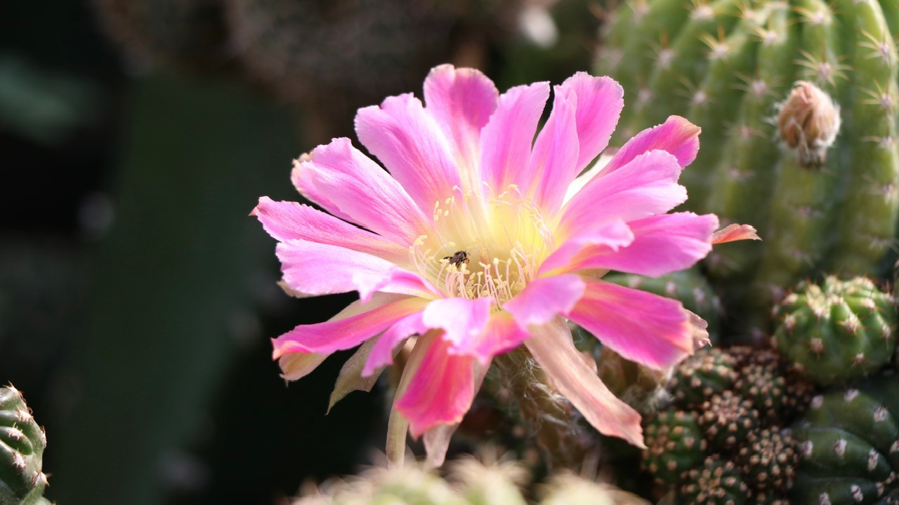 Những bông hoa nhiều màu sắc rực rỡ.