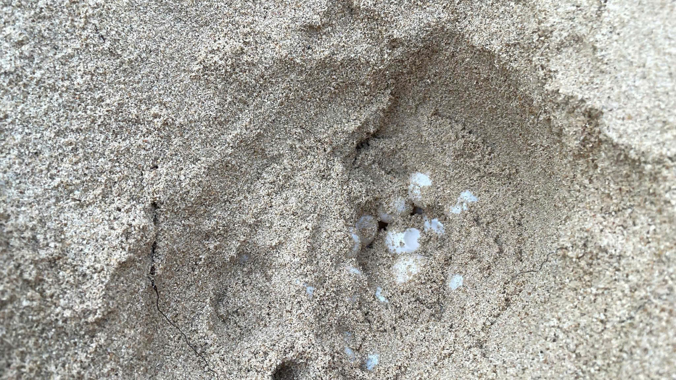 Trứng rùa được di dời về khu vực bãi ấp