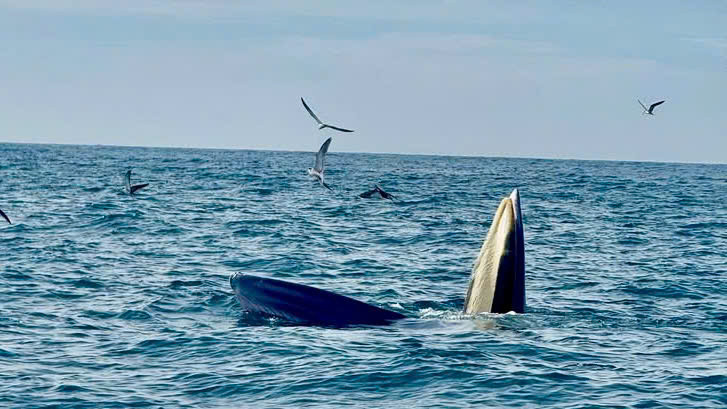 Cá voi há miệng săn mồi tại vịnh Vĩnh Hy, tỉnh Ninh Thuận. Ảnh : Đi Dới Tín.
