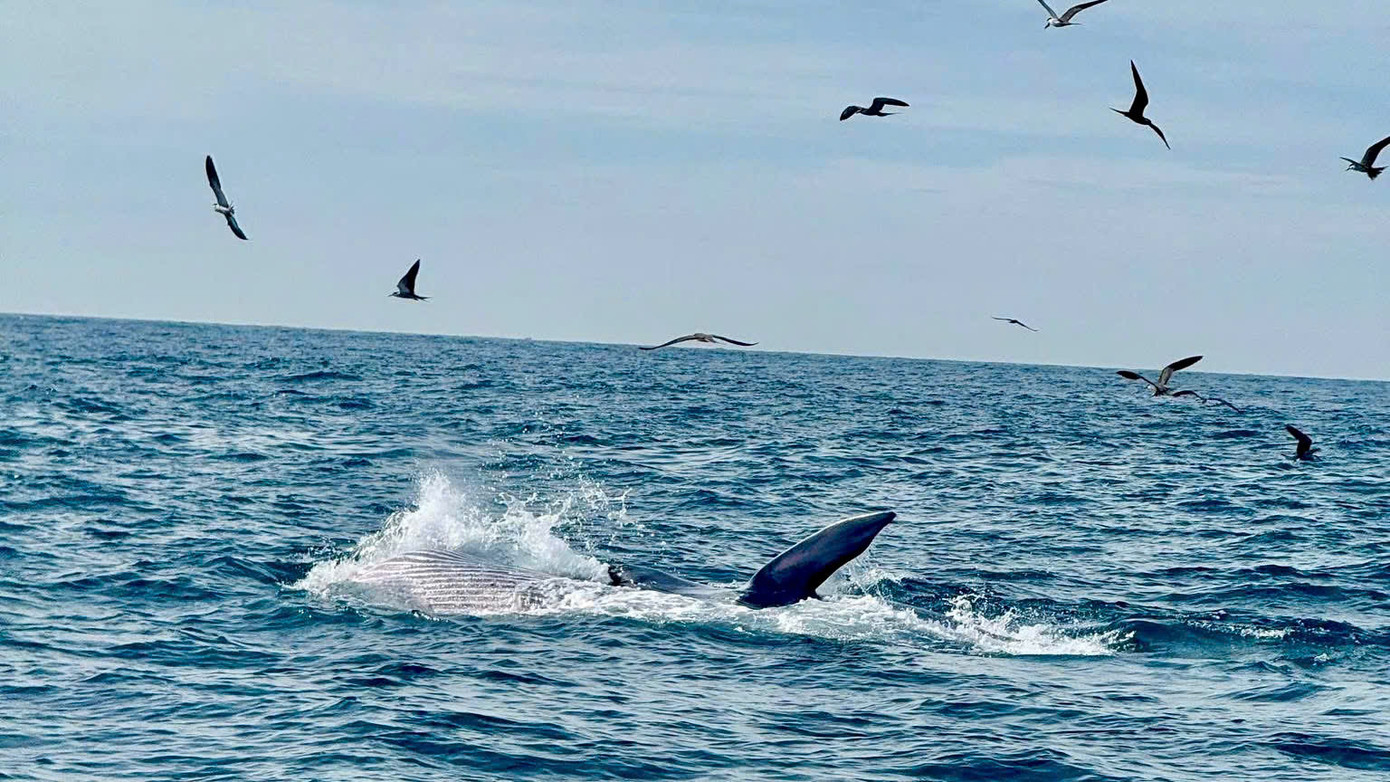 Cá voi xuất hiện ở vịnh Vĩnh Hy có kích thước lớn. Ảnh: Đi Dới Tín.