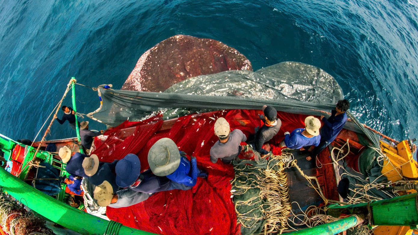 Theo các ngư dân cho biết, mùa này cá nục nhiều, có ngày mỗi tàu khai thác được 2-3 tạ cá. Ảnh : Hữu Tuấn.