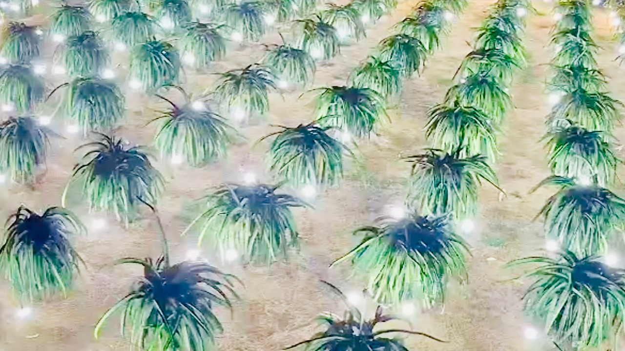 Người dân chong đèn sản xuất thanh long trái vụ.