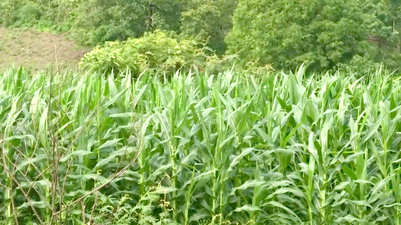 Ngoài ứng trước giống, phân, bà con tự tin sản xuất Ngoài ứng trước giống, phân, bà con tự tin sản xuất