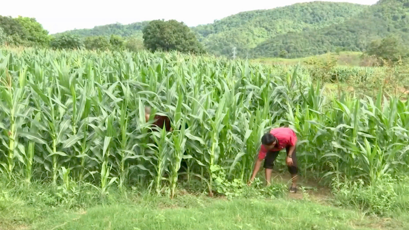 Đồng bào dân tộc thiểu số được đầu tư ứng trước giống bắp Đồng bào dân tộc thiểu số được đầu tư ứng trước giống bắp
