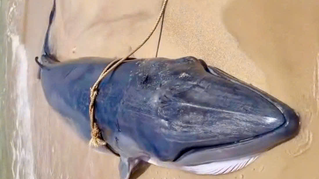 Cá voi dài khoảng 4 m, nặng khoảng 1 tấn được người dân trục vớt tại biển Ninh Thuận