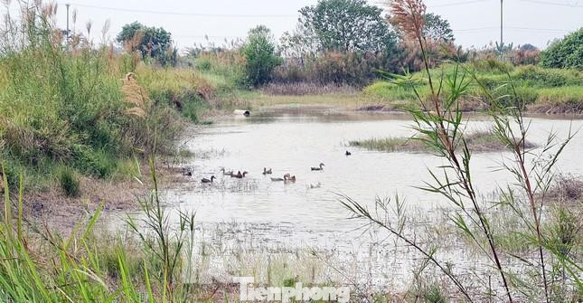 Trong khi các ngôi biệt thự bỏ hoang, thì nhiều khu đất tại Dự án khu biệt thự Vườn Cam - Orange Graden biến thành nơi thả vịt... Trong khi các ngôi biệt thự bỏ hoang, thì nhiều khu đất tại Dự án khu biệt thự Vườn Cam - Orange Graden biến thành nơi thả vịt...