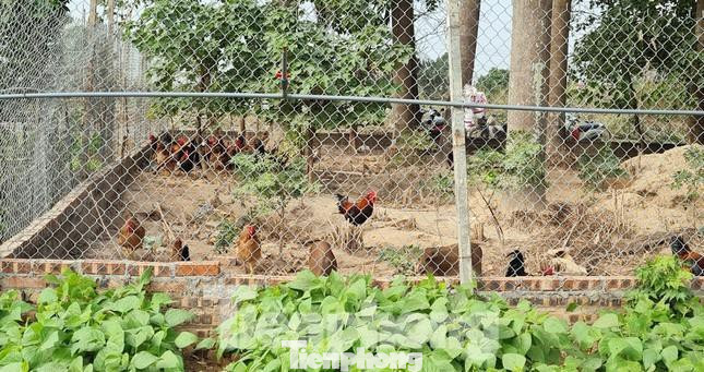 Thậm chí trở thành nơi nuôi lợn, nuôi gà. Thậm chí trở thành nơi nuôi lợn, nuôi gà.