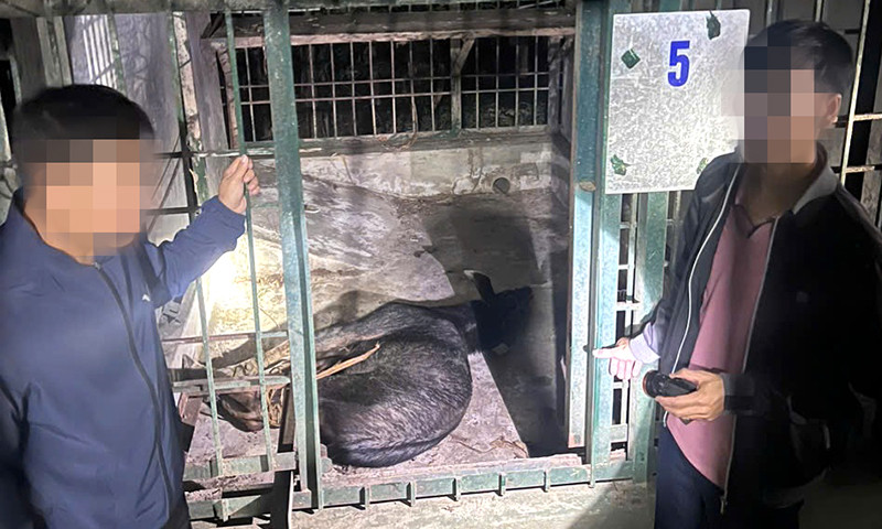 Cá thể Sơn Dương bị săn bắt trộm đang trên đường vận chuyển đi giết thịt.