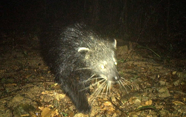 Loài chồn giống gấu vừa được phát hiện tại Quảng Bình.