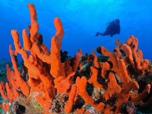 Con người có thể có nguồn gốc từ loài sứa