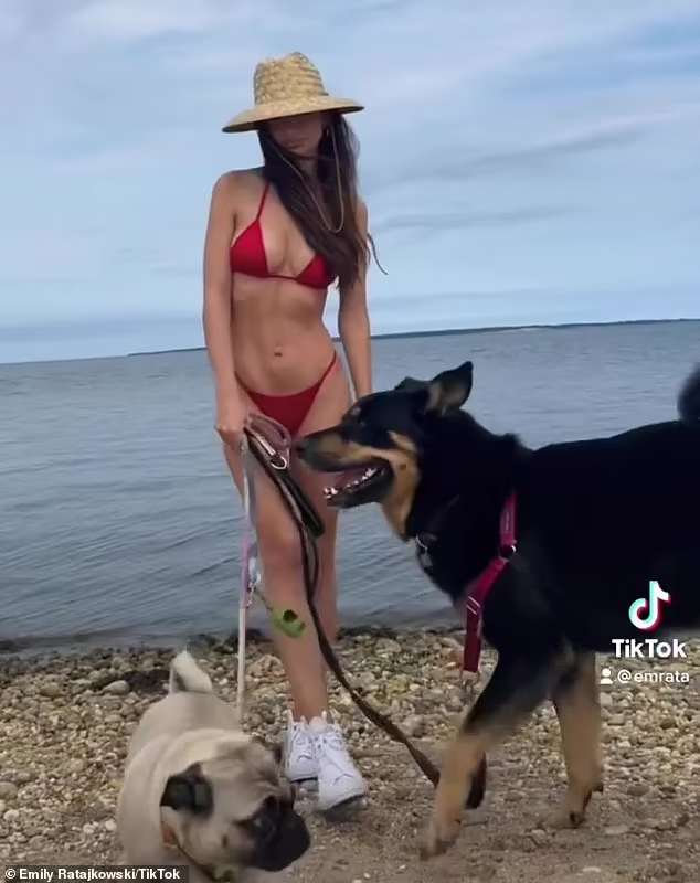 Trong hình ảnh, Emily Ratajkowski mặc bộ áo tắm 2 mảnh bé xíu màu đỏ, thả dáng bên cạnh những chú chó cưng. Trong hình ảnh, Emily Ratajkowski mặc bộ áo tắm 2 mảnh bé xíu màu đỏ, thả dáng bên cạnh những chú chó cưng.