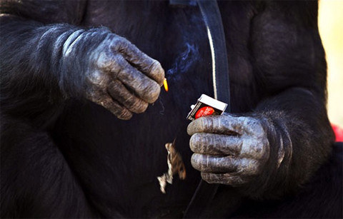 Rồi Kanzi quẹt diêm để tạo ra lửa. . Rồi Kanzi quẹt diêm để tạo ra lửa.