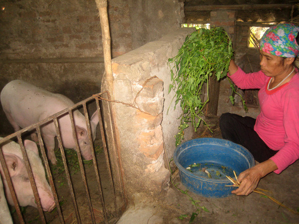 Dù tật nguyền nhưng bà vẫn chăm làm kinh tế