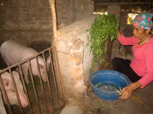 Dù tật nguyền nhưng bà vẫn chăm làm kinh tế