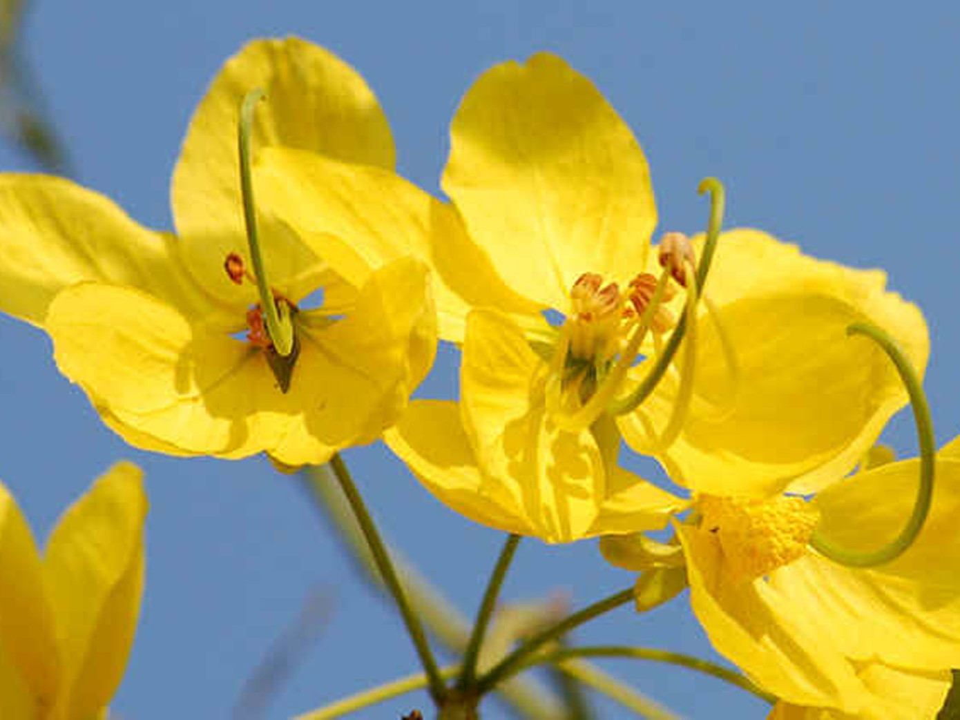 Hoa ratchaphruek, còn gọi là hoa bò cạp nước - quốc hoa Thái Lan