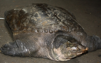 Bị bán "hớ" ngay tại nhà, ông Toàn cũng không biết con ba ba thực sự đáng giá bao nhiêu. Bị bán