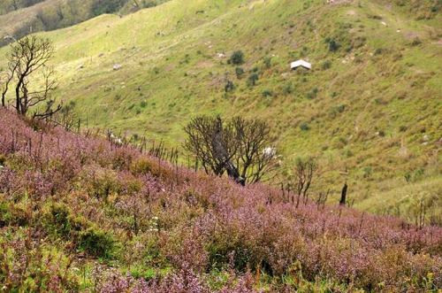 Triền đồi trên cao độ 2.000 m