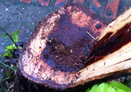 Một gốc sưa bị đốn hạ trong đêm mưa bão.