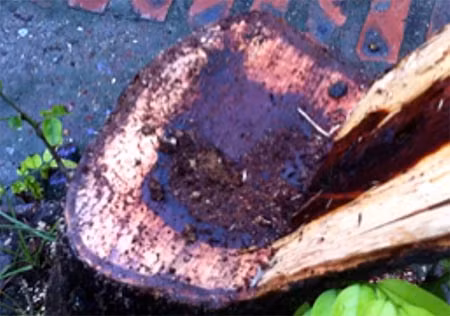 Một gốc sưa bị đốn hạ trong đêm mưa bão.