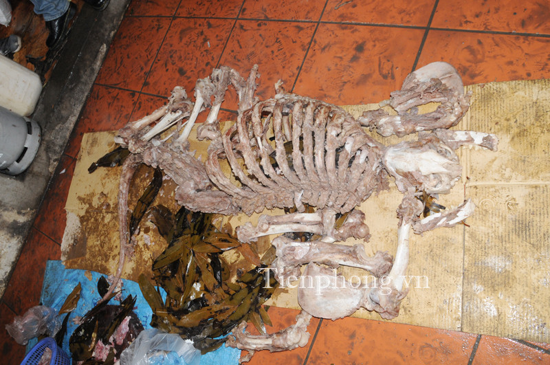 Bộ xương của một cá thể hổ đang được nấu cao