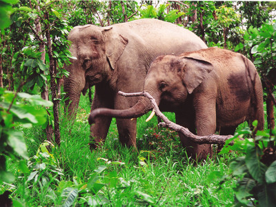 Những con voi hoang dã cuối cùng có thể cũng sẽ biến mất như tê giác Java nếu cộng đồng và chính quyền không thực sự chung tay với dự án bảo tồn. Ảnh: PV