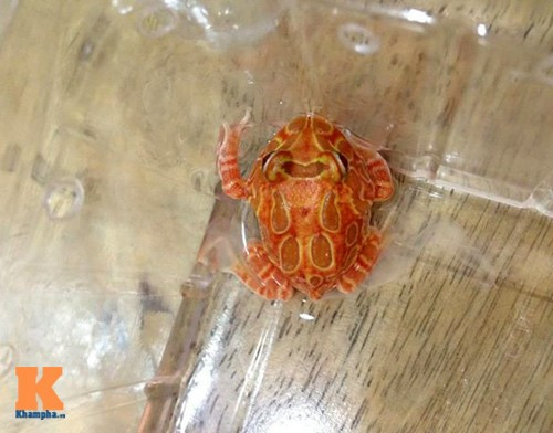 Ếch có màu đỏ thường có giá khá cao, dao động trong khoảng 1,5 - 2 triệu/con chưa trưởng thành