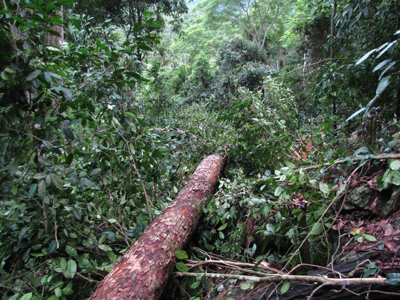 Nhiều cây vẫn còn xanh tươi, bị bỏ lại trong rừng