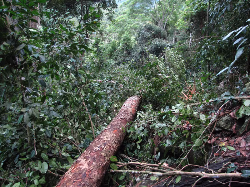 Nhiều cây vẫn còn xanh tươi, bị bỏ lại trong rừng