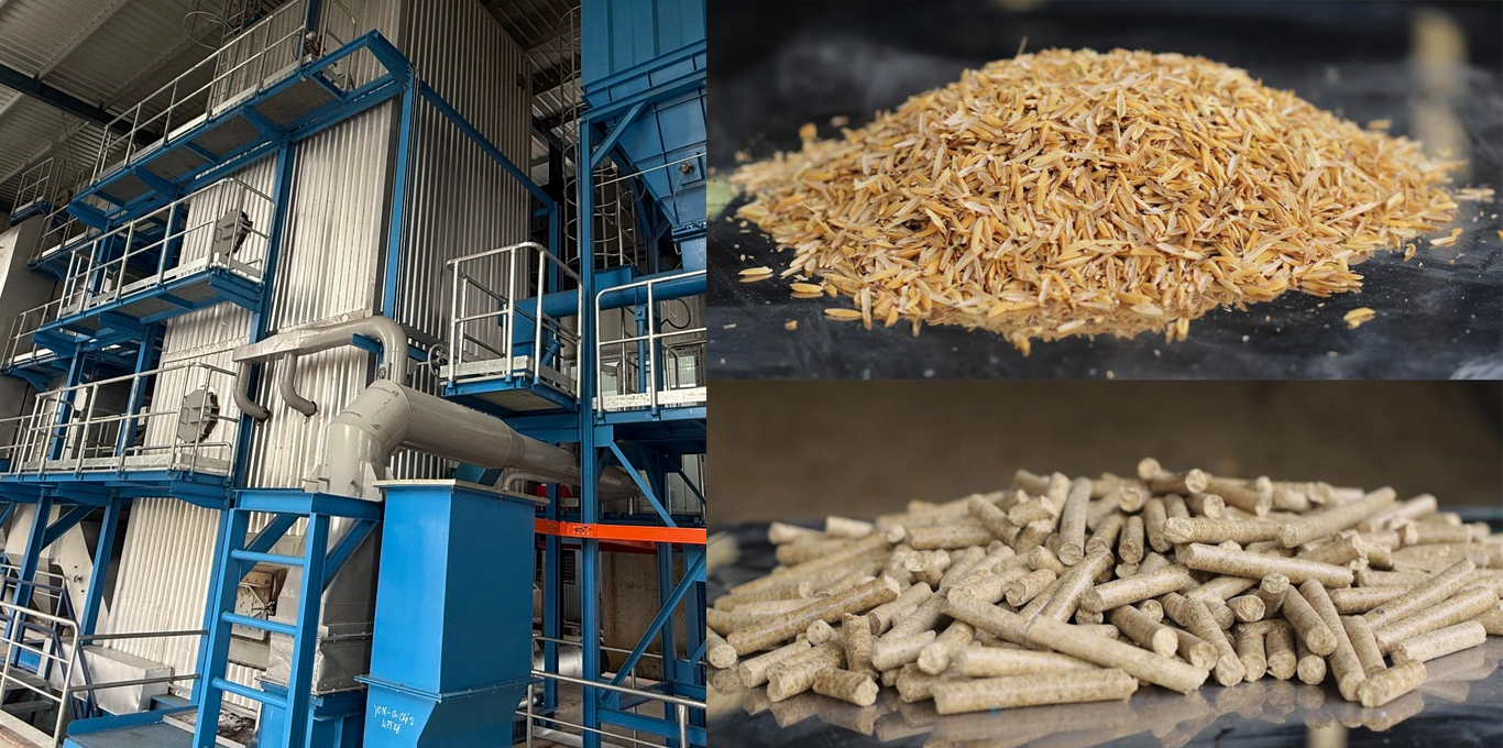 Trấu được chế biến thành viên nén trấu để cung cấp năng lượng cho các nồi hơi mới. Ảnh: YC.