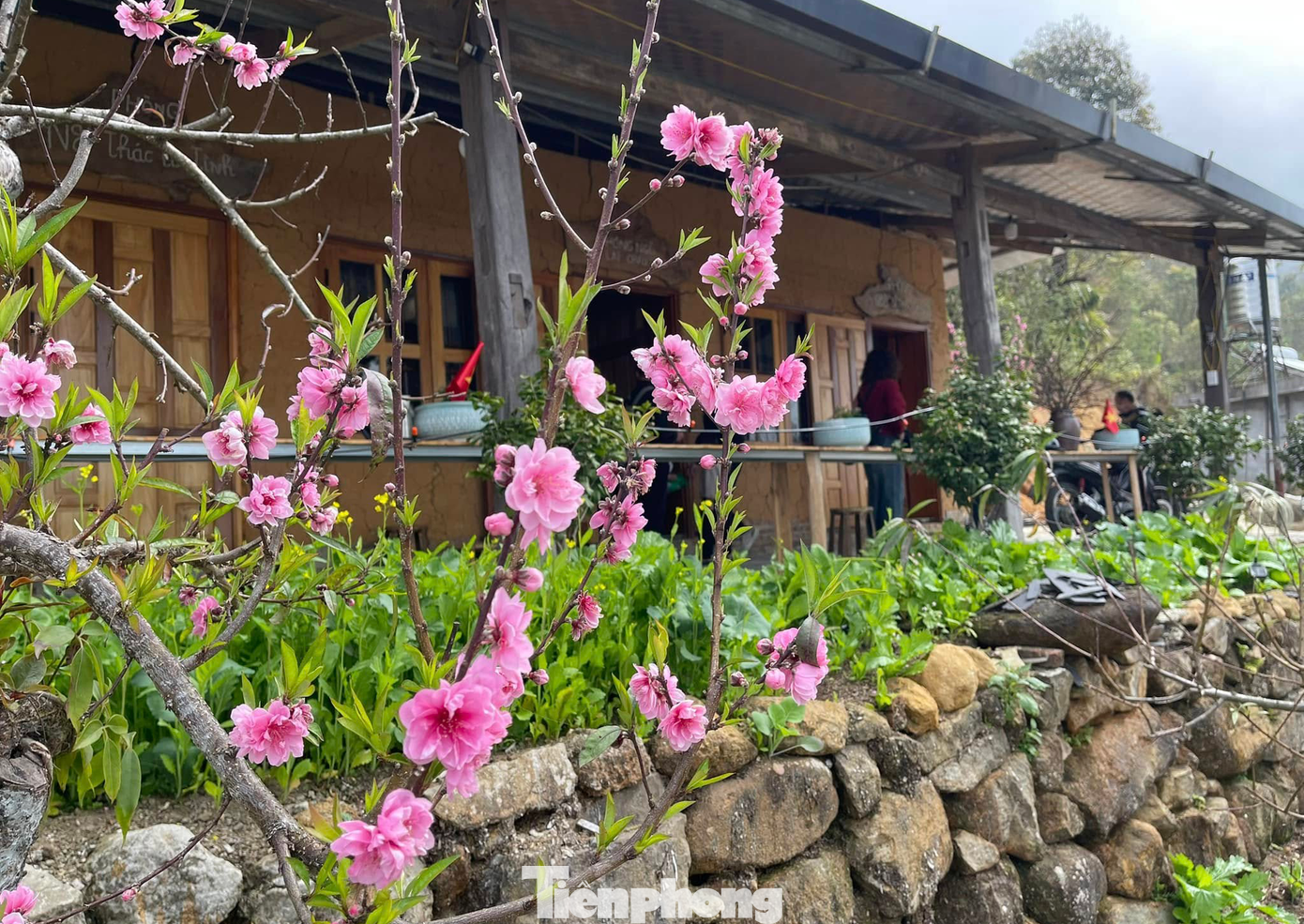 Hoa đào bung nở bên hiên nhà người Mông tạo nên bức tranh mùa xuân đầy sắc màu.
