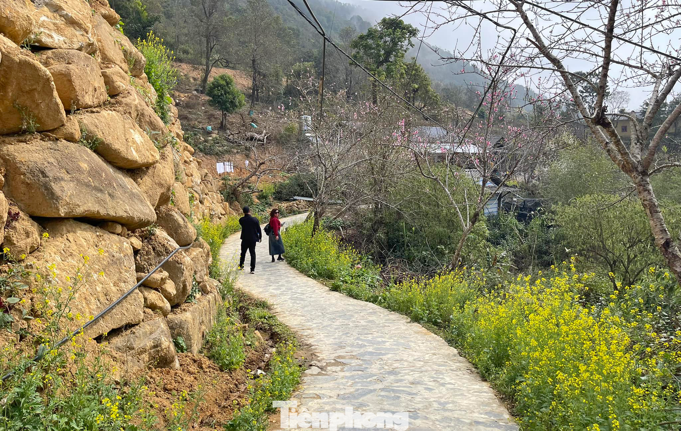 Người dân Sin Suối Hồ cho biết, hiện tại ngoài hoa mận, hoa đào, hoa cải thì hoa lê cũng đã bung nở - do đó đây là thời điểm du xuân phù hợp nhất với du khách khi muốn đến nơi này nói riêng và vùng Tây Bắc nói chung sau kỳ nghỉ Tết Nguyên đán 2025.