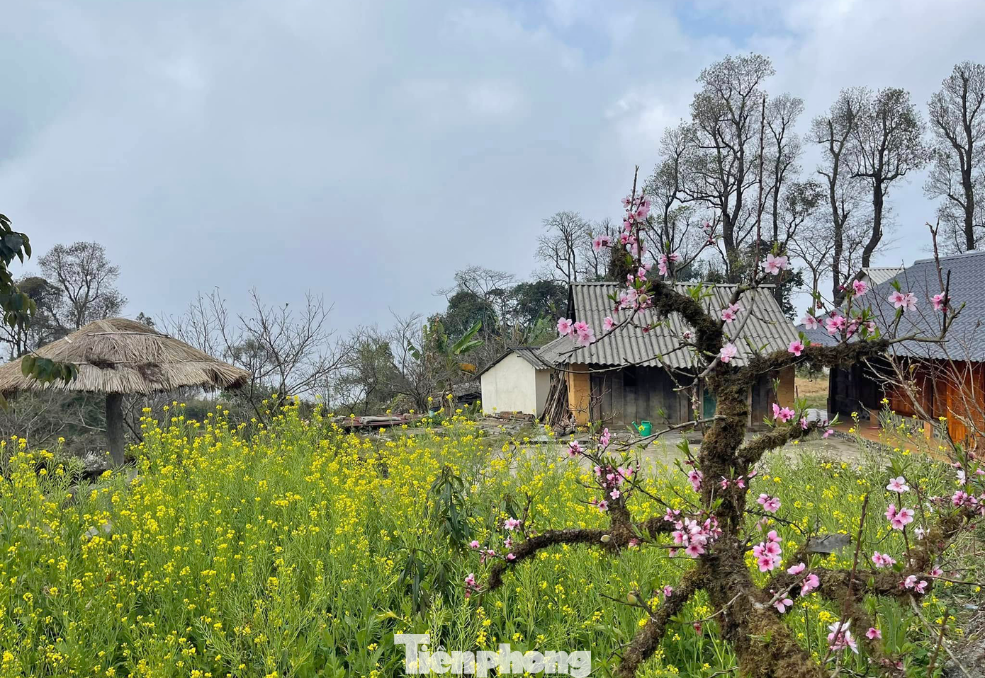 Cùng nằm trên dải Tây Bắc với thị xã Mộc Châu, Bản du lịch cộng đồng Sin Suối Hồ ở huyện Phong Thổ, tỉnh Lai Châu cũng được du khách lựa chọn là một trong những địa điểm du xuân ấn tượng.