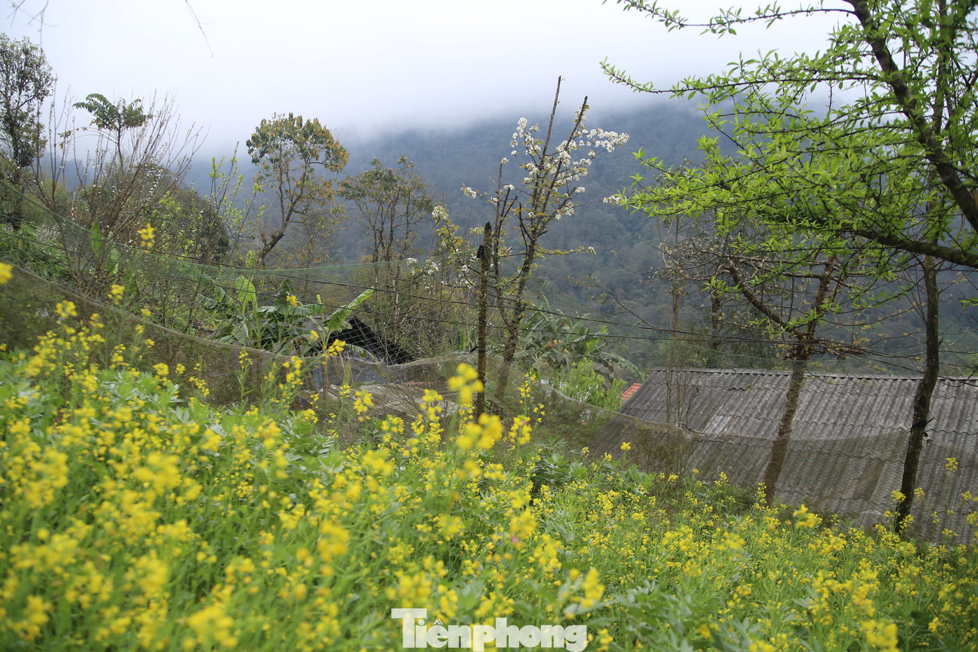 "Đến hẹn lại lên", mỗi dịp Tết Nguyên đán đến cũng lúc vùng núi phía Bắc Việt Nam vào mùa xuân, khắp nơi rực rỡ sắc vàng của hoa cải mèo hay màu hồng và trắng của những cánh rừng mận và đào. Do đó đây là thời điểm thu hút nhiều khách du lịch nội địa và quốc tế đến với Hà Giang nhất.