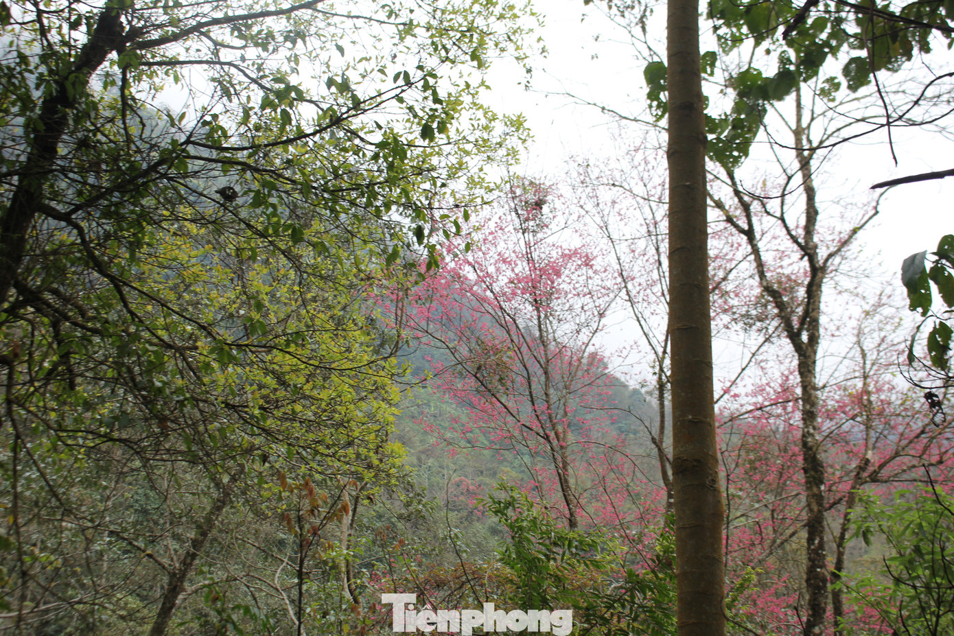 "Đến hẹn lại lên", mỗi dịp Tết Nguyên đán đến cũng lúc vùng núi phía Bắc Việt Nam vào mùa xuân, khắp nơi rực rỡ sắc vàng của hoa cải mèo hay màu hồng và trắng của những cánh rừng mận và đào. Do đó đây là thời điểm thu hút nhiều khách du lịch nội địa và quốc tế đến với Hà Giang nhất.