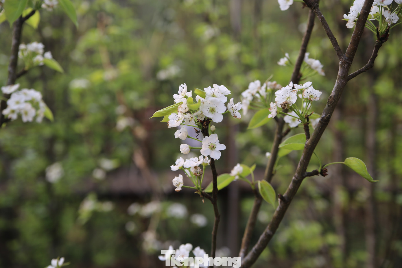 Người dân Sin Suối Hồ cho biết, hiện tại ngoài hoa mận, hoa đào, hoa cải thì hoa lê cũng đã bung nở - do đó đây là thời điểm du xuân phù hợp nhất với du khách khi muốn đến nơi này nói riêng và vùng Tây Bắc nói chung sau kỳ nghỉ Tết Nguyên đán 2025.