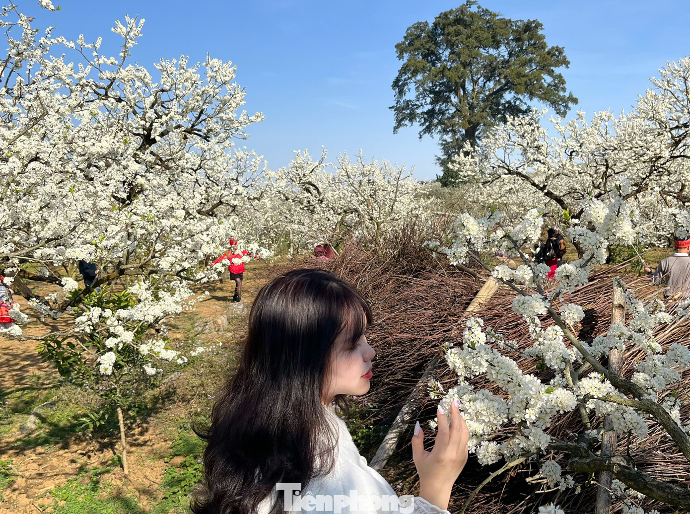 Chia sẻ với PV Tiền Phong, chị Huyền Linh (30 tuổi, Hà Nội) cho biết: "Đây là mùa Mộc Châu đẹp nhất trong năm bởi có nhiều loài hoa bung nở. Do đó không chỉ gia đình tôi mà rất nhiều người cũng đang đến đây du xuân và check - in, khiến một số đoạn đường dẫn vào các vườn mận thường xuyên tắc nghẽn".