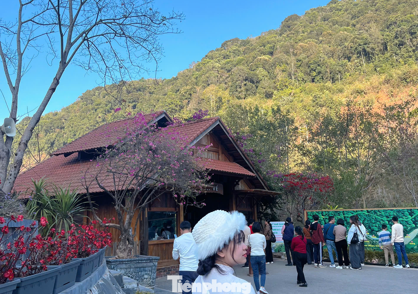 Trao đổi với PV Tiền Phong, một đại diện Khu du lịch quốc gia Mộc Châu cho biết, theo thống kê tính từ ngày 25/1 - 2/2 (26 tháng Chạp đến mùng 5 Tết), các khu, điểm du lịch, các cơ sở kinh doanh dịch vụ du lịch trên địa bàn thị xã Mộc Châu đón hơn 105.000 lượt khách đến thăm quan, trải nghiệm và nghỉ dưỡng; doanh thu xã hội từ hoạt động du lịch đạt hơn 136 tỷ đồng.