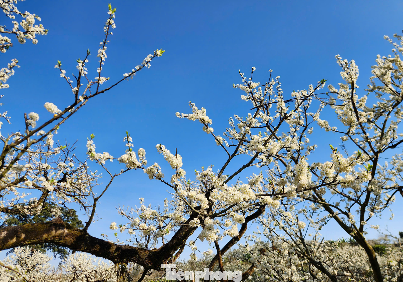 Khung cảnh hoa mận nở rợp trời tại Mộc Châu khiến du khách không khỏi xao xuyến.