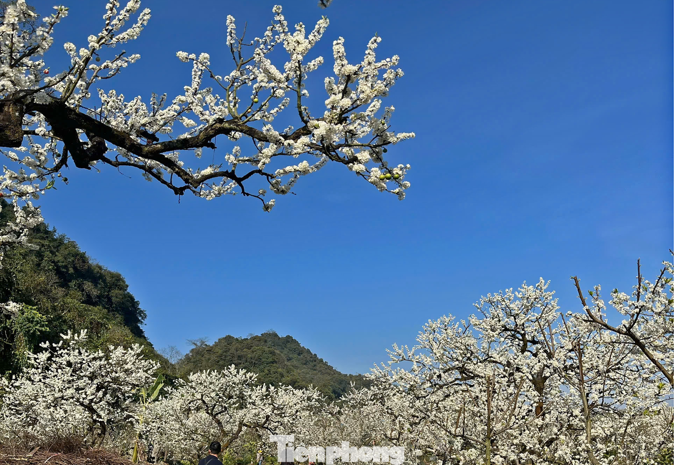 Hiện tại, thung lũng mận Nà Ka, thị xã Mộc Châu, tỉnh Sơn La đang ngập tràn một màu trắng xóa nhờ việc hoa mận bung nở.