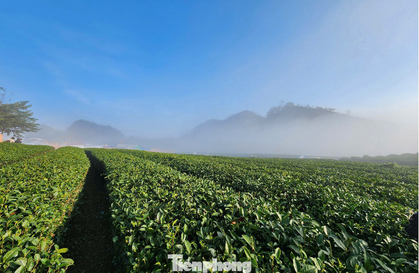 Không chỉ vườn mận, các đồi chè xanh - biểu tượng du lịch của Mộc Châu cũng thu hút đông đảo khách du lịch du xuân sau Tết Nguyên đán.