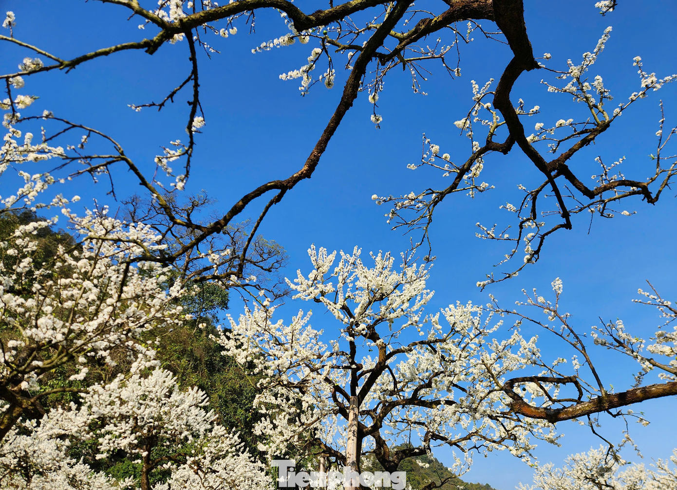 Khung cảnh hoa mận nở rợp trời tại Mộc Châu khiến du khách không khỏi xao xuyến.