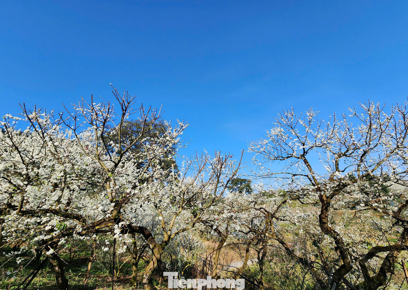 Hiện tại, thung lũng mận Nà Ka, thị xã Mộc Châu, tỉnh Sơn La đang ngập tràn một màu trắng xóa nhờ việc hoa mận bung nở.