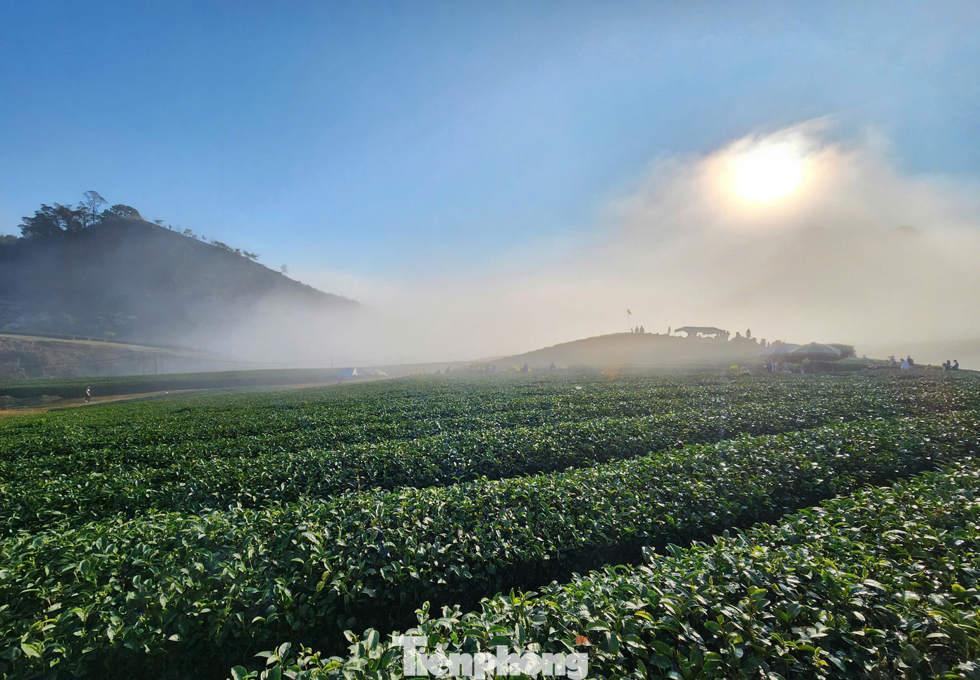 Không chỉ vườn mận, các đồi chè xanh - biểu tượng du lịch của Mộc Châu cũng thu hút đông đảo khách du lịch du xuân sau Tết Nguyên đán.