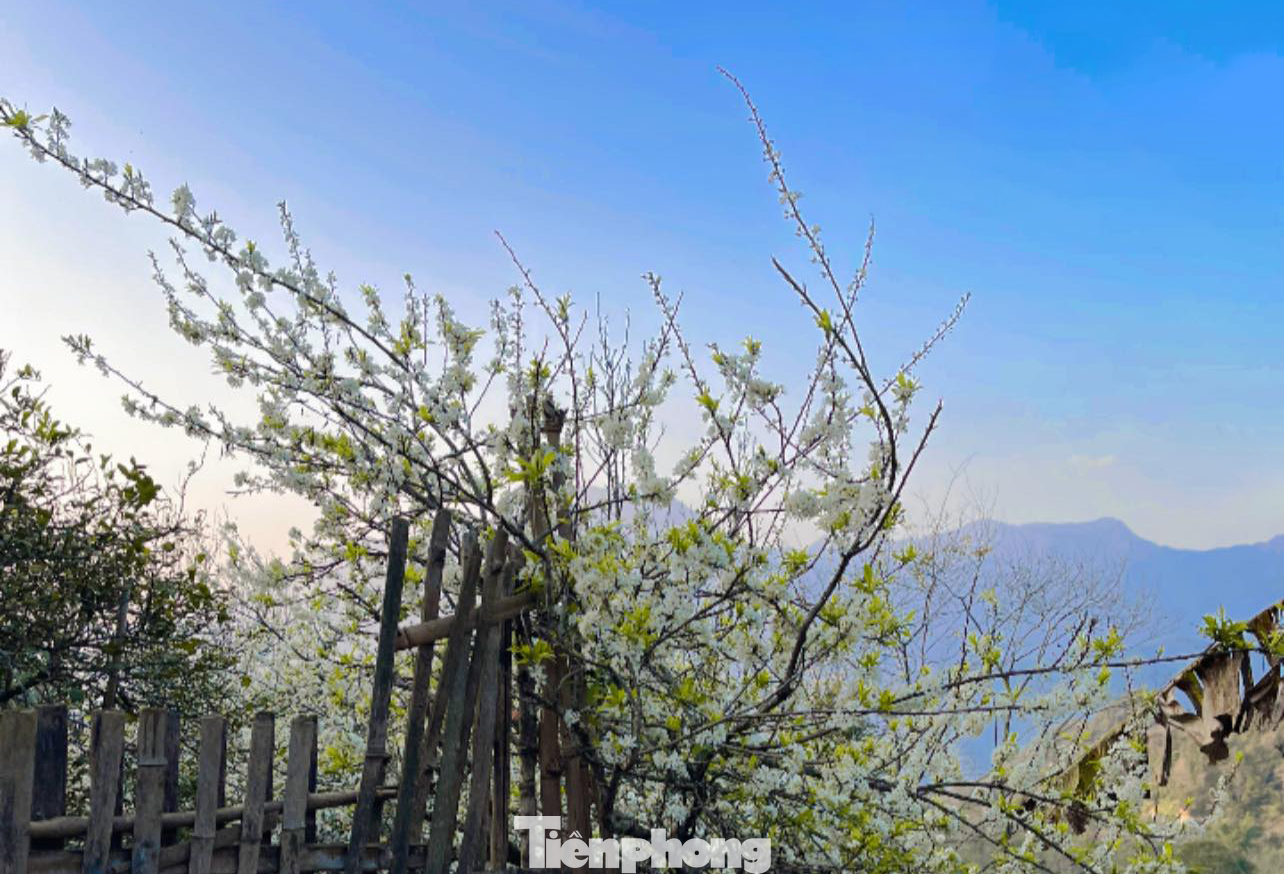 Sin Suối Hồ ẩn mình trên lưng chừng núi Sơn Bạc Mây, cao hơn 1500m so với mực nước biển, cách thành phố Lai Châu khoảng 30km, từng được vinh danh là điểm du lịch cộng đồng hấp dẫn bậc nhất Đông Nam Á. Bởi lẽ không khí nơi đây luôn mát mẻ quanh năm, phù hợp cho việc nghỉ dưỡng.