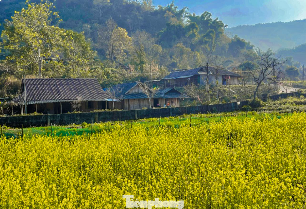 Hiện tại, khắp các sườn đồi của Sin Suối Hồ đang ngập tràn trong sắc vàng của cánh đồng hoa cải.
