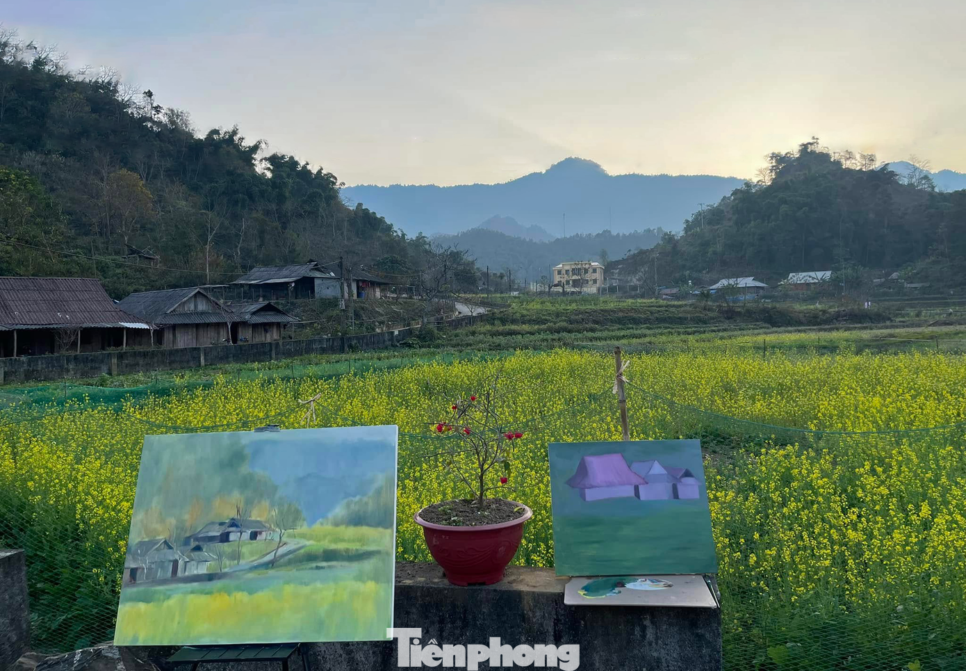 Hiện tại, khắp các sườn đồi của Sin Suối Hồ đang ngập tràn trong sắc vàng của cánh đồng hoa cải.